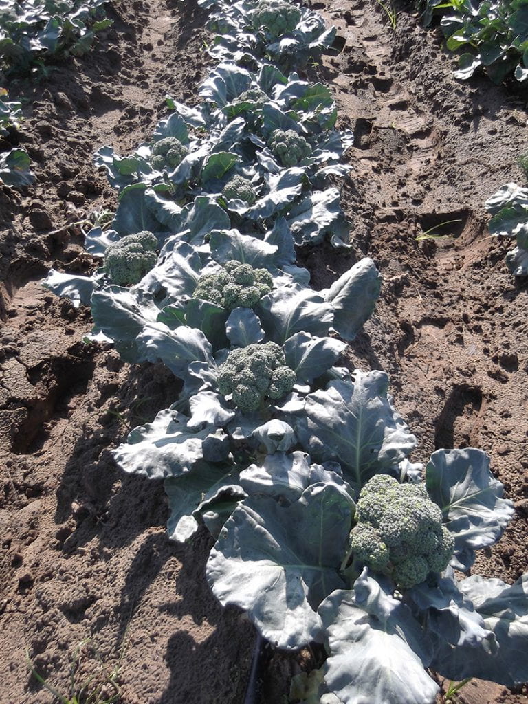 Exceptional adaptation to Eastern summers in an inbred broccoli from the US Vegetable Laboratory in Charleston, SC. Photographed in mid-July 2016 following weeks on 90+ degree weather.