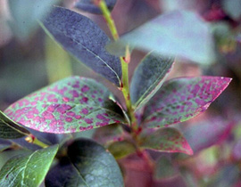 Red Ringspot Virus Purple stuff on my lambs quarter. Any idea what it is? : r/plantclinic