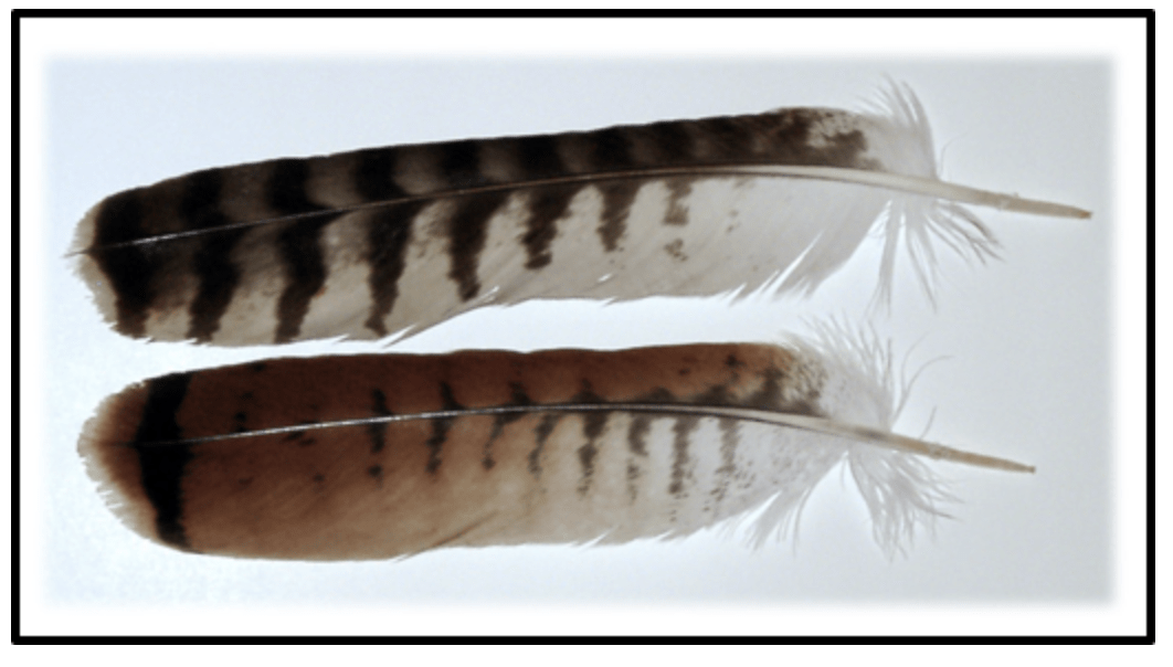 Tail feathers