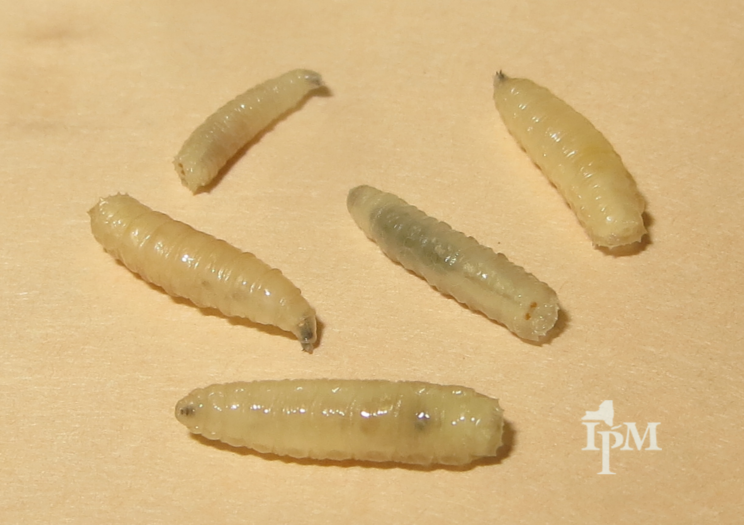 Ephemerella личинки