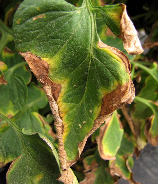 Хлороз листьев томатов. Краевой некроз листьев липы. Ожоги листьев. Ожоги листьев. Ложная мучнистая роса на розах.