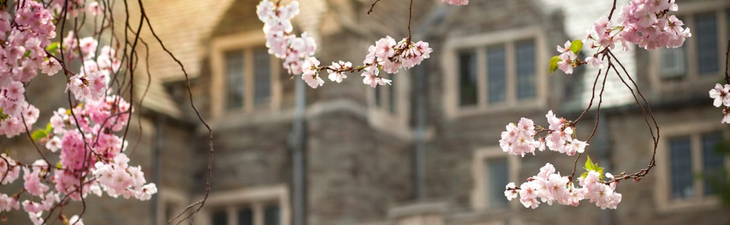 Photo of pink blossoms in front of Balch Hall at Cornell