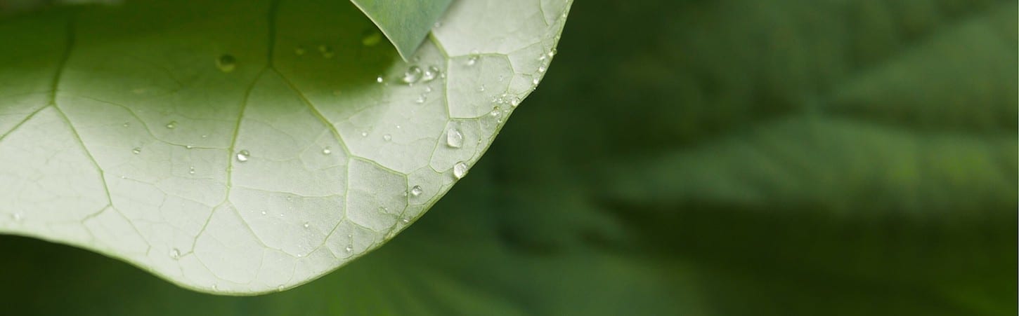 Photo of a green leaf with droplets of water on it