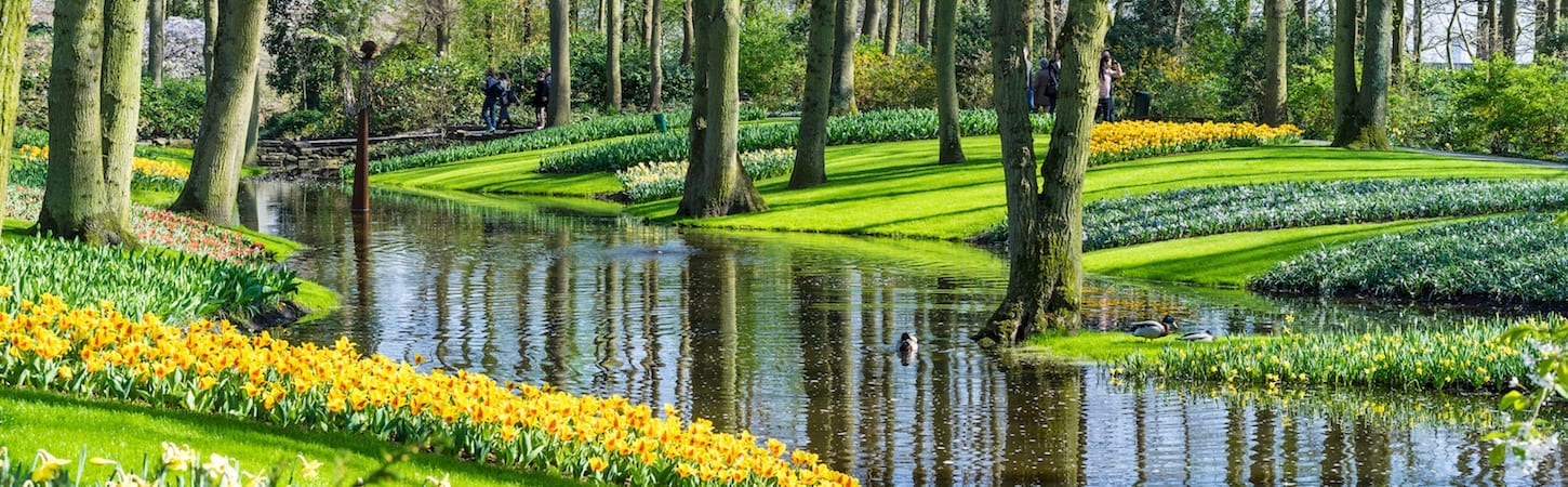 Photo of a stream surrounded by trees with yellow flowers on the left bank