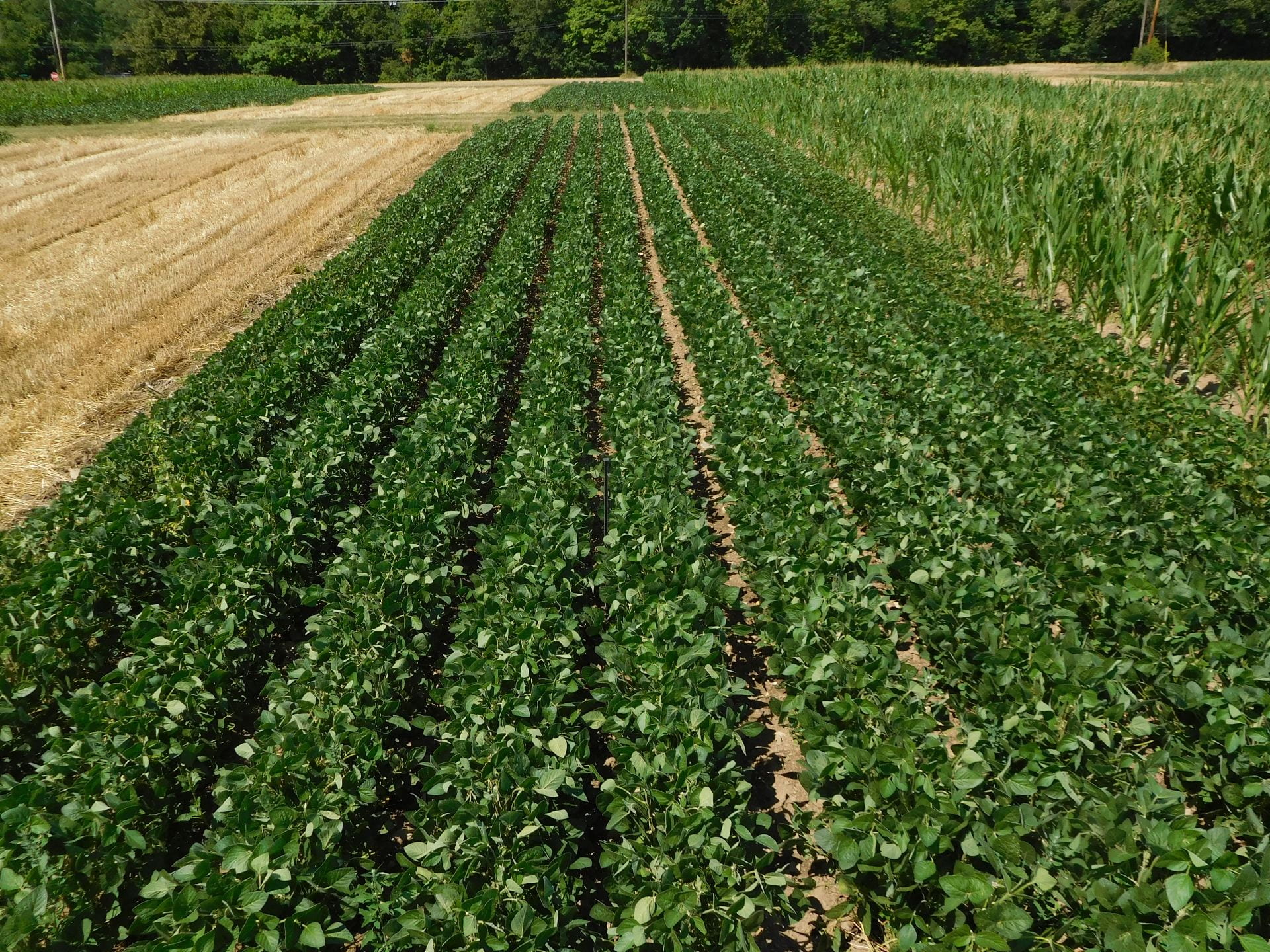 Crop up. Севооборот сои. Севооборот дыни. Севооборот вишни. Soybean cultivation.