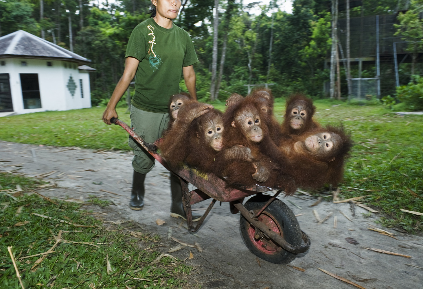 Дальней родственник человека. Сепилок реабилитационный центр орангутанов. Фото . Центр реабилитации орангутанов Сепилок. Орангутанг управляет машиной для гольфа. Пацаны на трудах делают табуретки орангутанг.