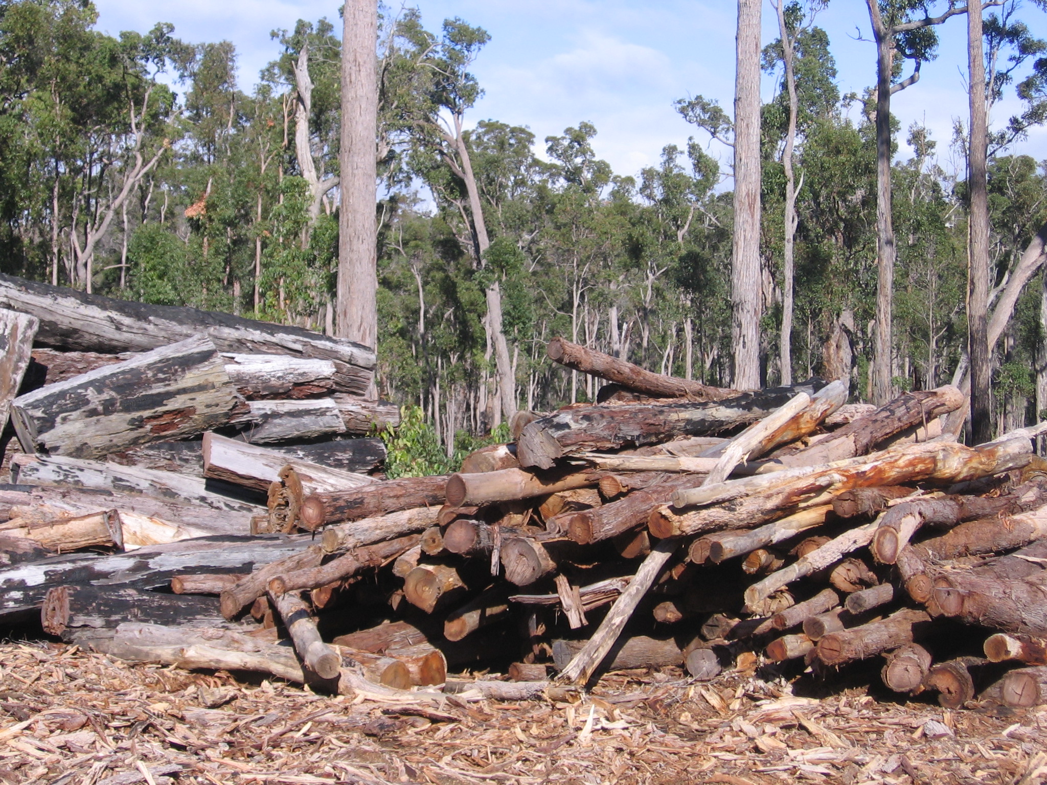 Logging. Леса новой Гвинеи.