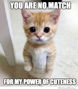 cutest-kitten-ever-meme
