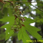 ACERMA inflorescence