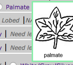 palmate trait