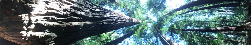 redwoods