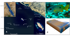 (A) Collection sites from coastal wetlands (Al Lith Bay and Cape Al-Askar Bay), coastal reefs (Coast Guard Reef and Cape Al Askar Reef), shelf reefs (Ron’s Reef, LJ’s Reef, Saut Reef, and Brown Reef), a continental island (Abu Latt), and oceanic reefs (Shi’b Sulaym Reef, Canyon Reef, MarMar Reef, and Dohra Reef) near Al Lith, Saudi Arabia in the Red Sea. (B) Ehrenberg’s snapper (Lutjanus ehrenbergii, Peters 1869) is a commercially important reef-associated snapper species in the Indo-West Pacific. (C) Conceptual diagram of habitat configuration and potential seascape connectivity of L. ehrenbergii in the study area. (Figure from McMahon et al. 2012 PNAS)