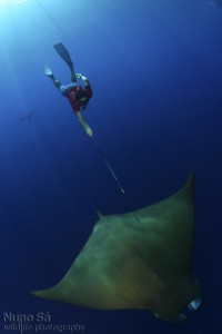 Dr. Jorge Fontes (U de Azores) tags a Mobula Devil Ray off the Azores (Photo Nuno Sa)