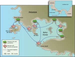 An illustration of essential habitats and migration pathways for coral reef fishes. (Illustration Jack Cook, WHOI)