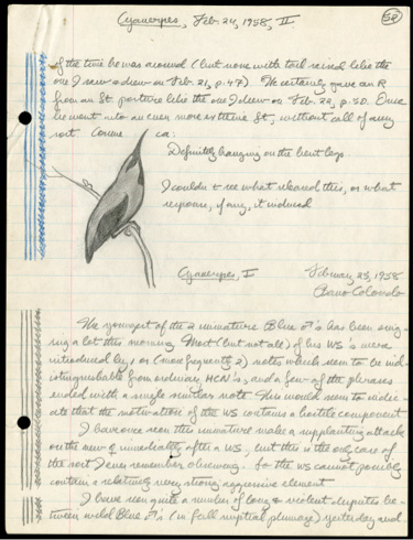 A biologist's field notes containing a sketch of a bird and hand written notes.