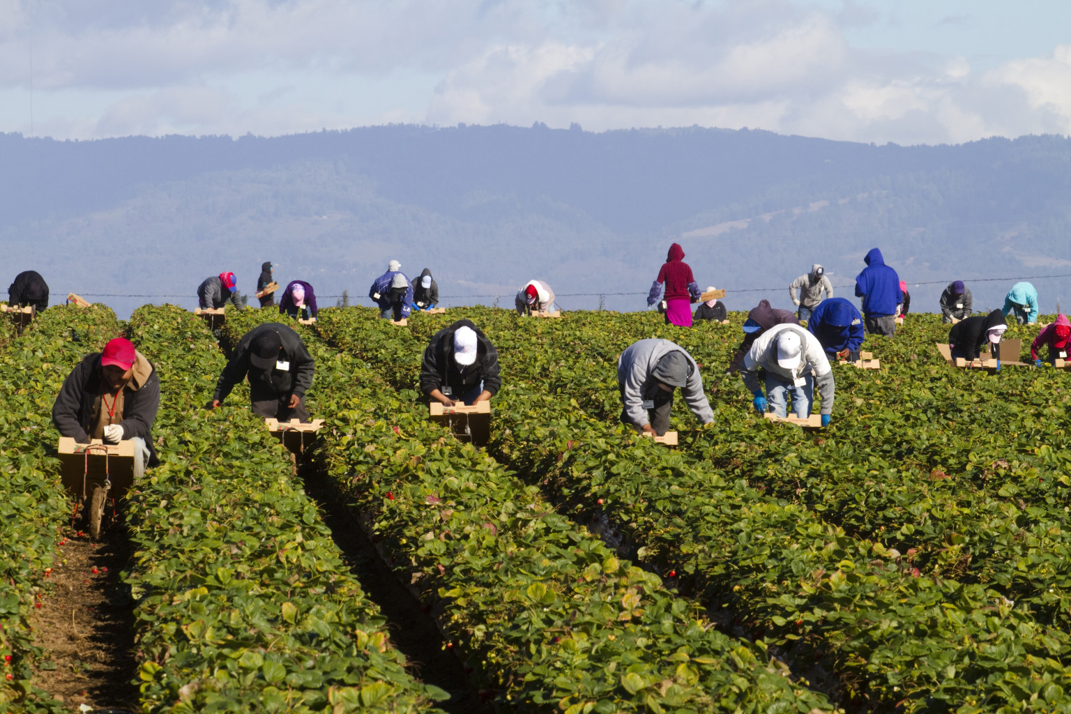 Migrant Farm Workers in Strawberry fields.