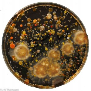 Microbes collected from tomatoes