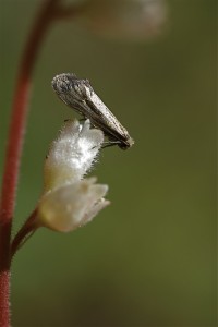 Greya politella on tetraploid Heuchera grossulariifolia