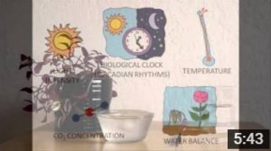 Fellow Catherine Wade produced this video to explain the concepts behind leaf stomata and their importance in regulating water loss in plants.