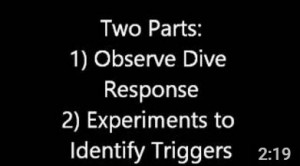Fellow Vikram Baliga produced this video to accompany his Dive Response module for inquiry-based education in high school science lab.