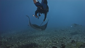 Camrin Braun (WHOI) tags a manta ray in the Phoenix Islands (Photo 