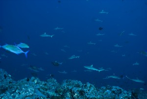 Tremendous biomass of apex predators characterizes the relatively pristine coral reefs of the Phoenix Islands (Photo Mark Priest)