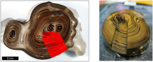 On the right, a mounted and polished cross section of a Hawai'ian gold coral collected from 450m near Makapuu, Hawai'i. Red lines indicate the micromill transect of individual growth bands. (Sherwood et al. 2014 Nature)