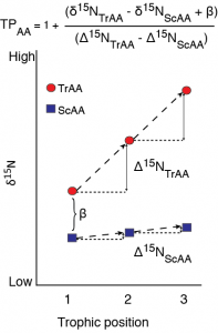 A schematic of fractionation in individual amino acid nitrogen isotope value with trophic transfer. Trophic amino acids (TrAA, e.g., glutamic acid) show large fracitonation with each trophic transfer while source amino acids (SrAA, e.g., phenylalanine) show little to no fractionation with trophic transfer. Together, these amino acids can provide an estimate of consumer trophic position that is internally normalized to the baseline nitrogen isotope value of the food web.