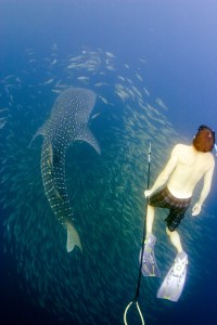 Dr. McMahon tagging a juvenile whale shark off the coast of Saudi Arabia, Red Sea as part of the Red Sea Research Center whale shark tagging program (Photo Michael Berumen)