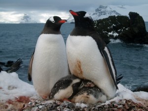 Gentoo penguins rearing young in Antarctica. (Photo: Michael Polito)
