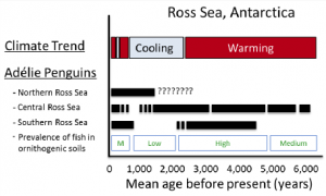 Climate trends, penguin occupation history (solid bars) and dietary trends proposed from previous studies (Polito et al. 2002; Hall et al. 2006, Emslie et al. 2007, Lorenzini et al. 2009, 2010). Samples collected during this study will be used to test penguin population and dietary shifts in response to Holocene-scale climatic warming and cooling trends.