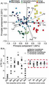 A) Amino acid fingerprinting, via PCA, showing separation of phylogenetic groups based on normalized essential amino acid d13C values (Larsen, et al. 2013) and B) amino acid d13C change with trophic transfer (D13C) showing high variability across non-essential amino acids but little to no fractionation for essential amino acids across a range of marine and terrestrial invertebrate and vertebrate consumers (modified from McMahon et al. 2013).