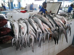 A small subset of the daily catch of apex predators in local Saudi Arabian fish markets.