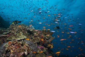 Amazing productivity and biodiversity on remote coral reefs in the central tropical Pacific. (Photo Mark Priest)