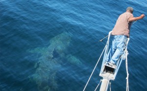 Captain BIll Chaprales tags a basking shark off Massachusetts (Photo Li Ling Hamady)