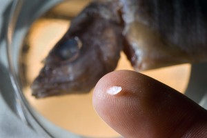 A snapper otolith holds a wealth of information about where that fish spent its juvenile nursery period. (Photo Tom Kleindinst, WHOI)