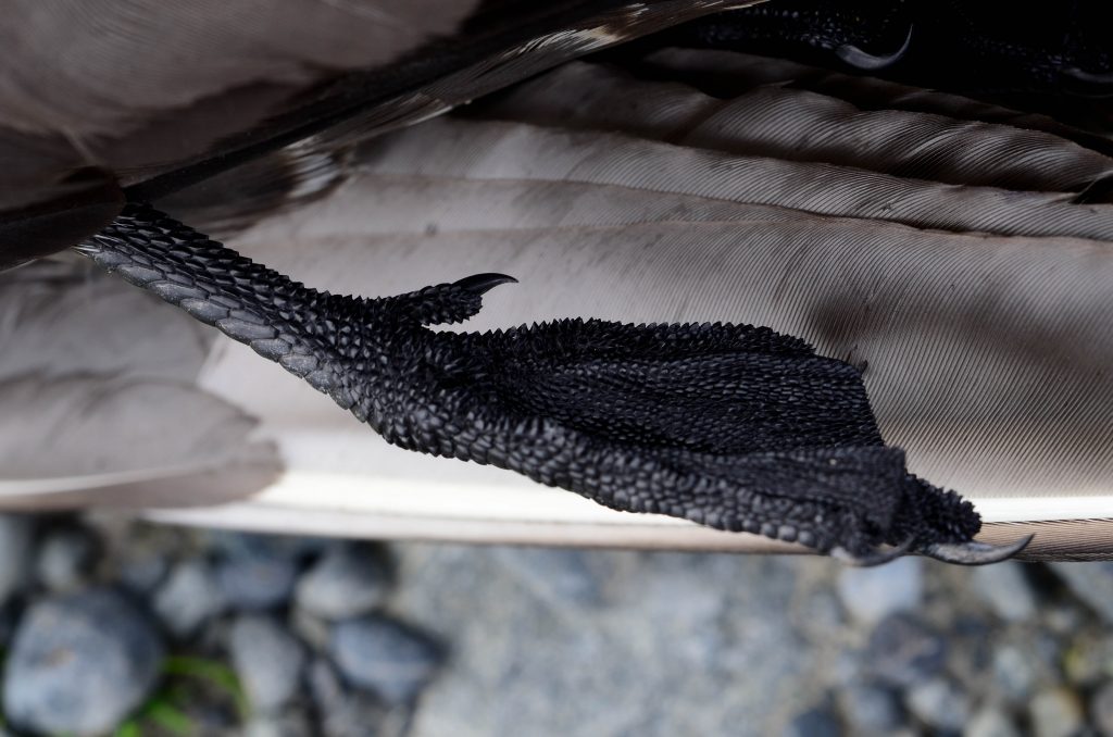 Parasitic Jaeger foot showing very rough (almost sharp) scales.