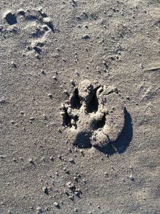 Domestic dog print. But wait! How do we know it's not a coyote? Front nails are spread far apart (coyotes nearly touch)