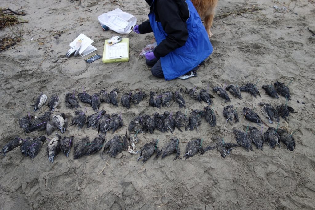 Over 50 birds documented by a COASST team outside of Lincoln City, OR. (c) COASST