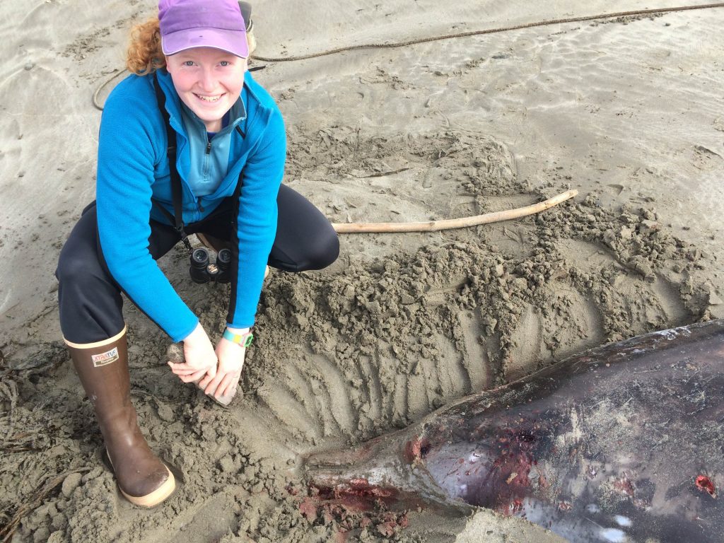 The dolphin-like "beak" and absence of large teeth helped us conclude that this was a female Beaked whale.