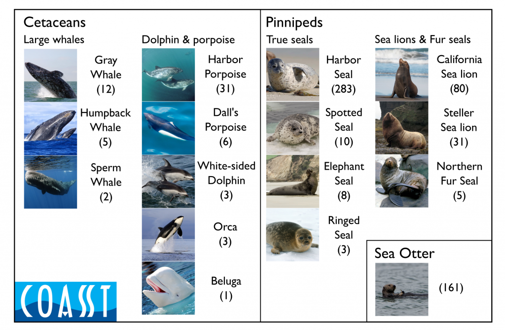 Marine mammals reported by COASST volunteers and identified to species from 2000-present.