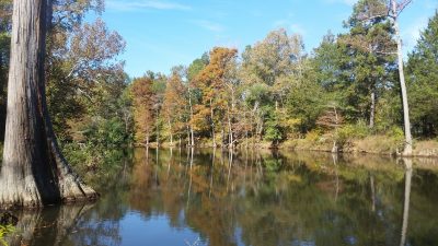 Maumelle River as it runs through the former Winrock Grass Farm. Cypress trees are native to the area and typical along the river landscape.