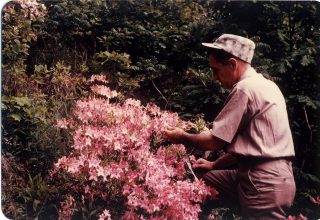 Compton Azaleas