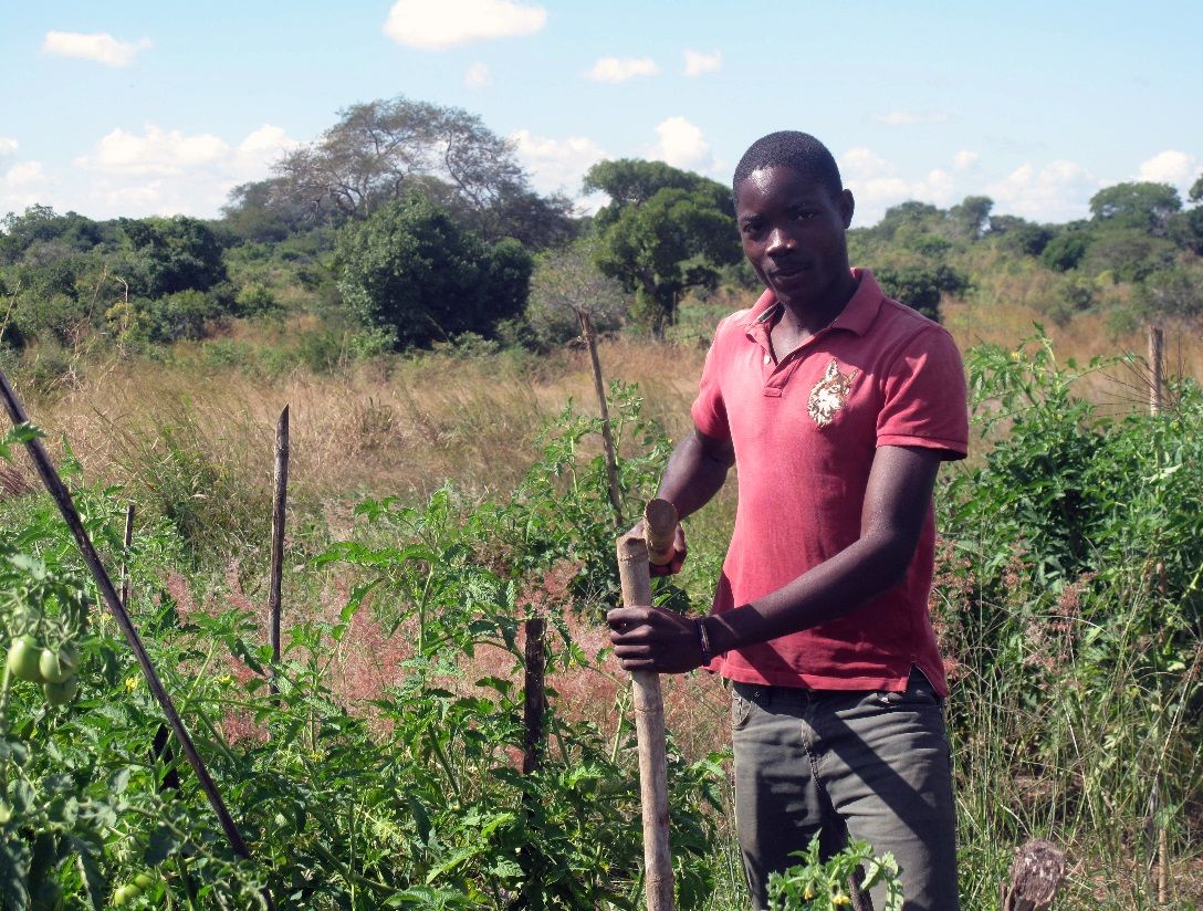 Young man is staking tomato plants in a field. 