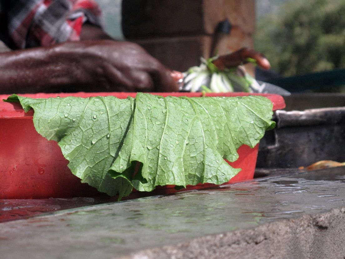 close up of hands washing cabbage leaves in red bowl