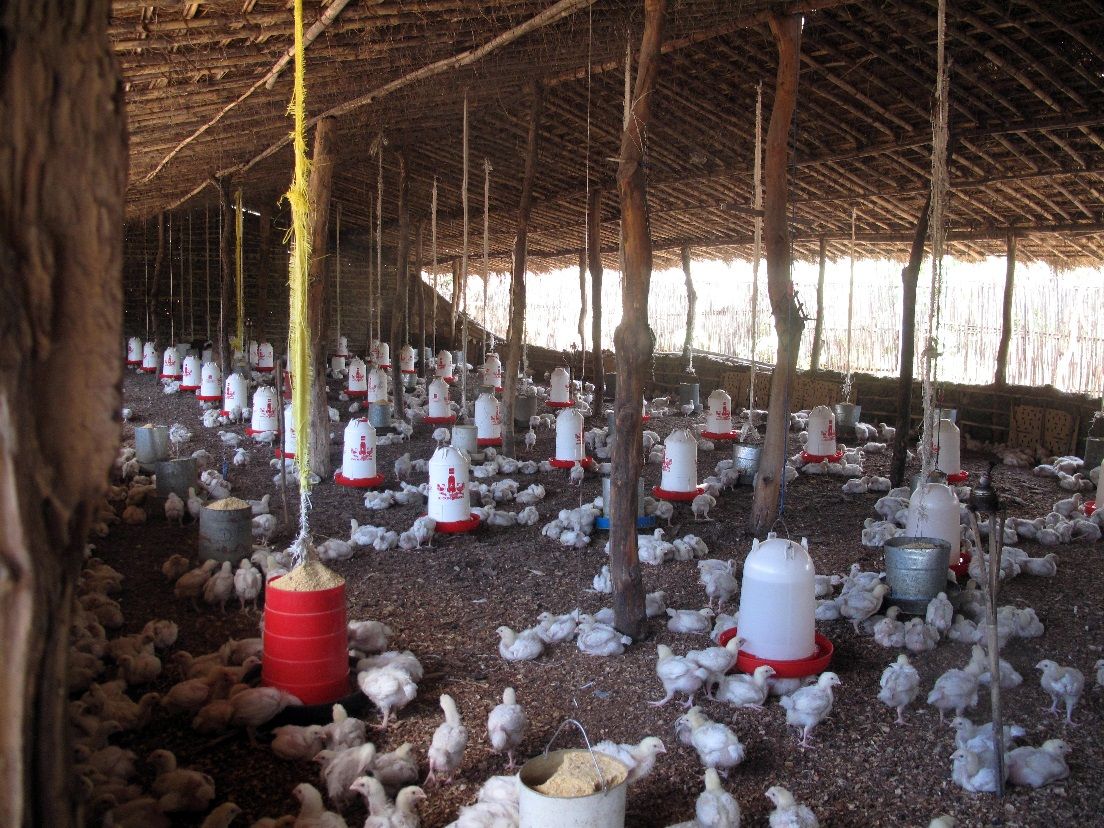 Mozambican chicken house