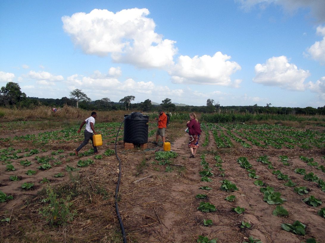 Two men and a woman are working in a field.