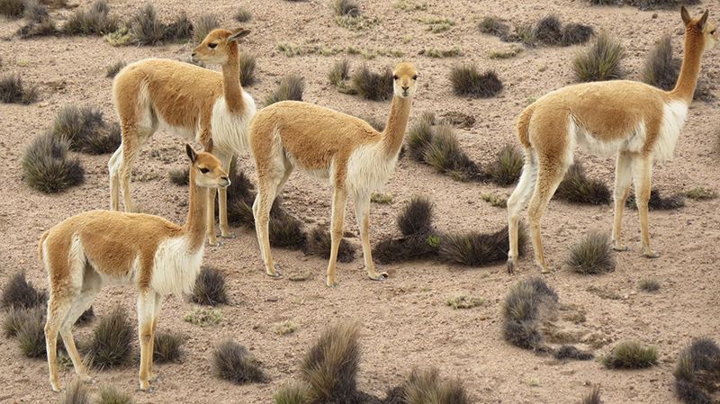 close up shot of vicunas