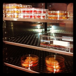 a refrigerator shelf full of petri dishes