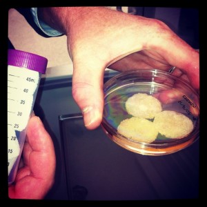 a petri dish holds three white scaffolds, soaking in liquid